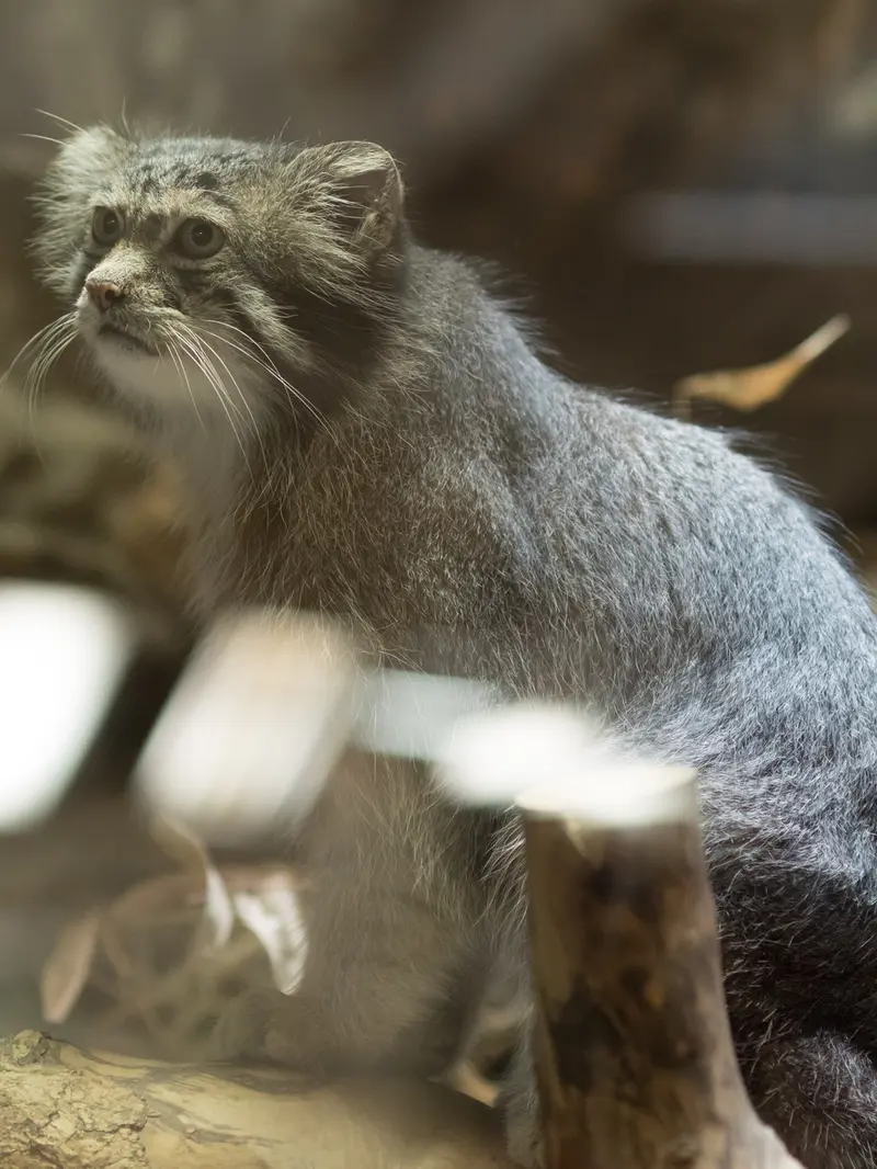 恩賜上野動物園のクリョンの写真