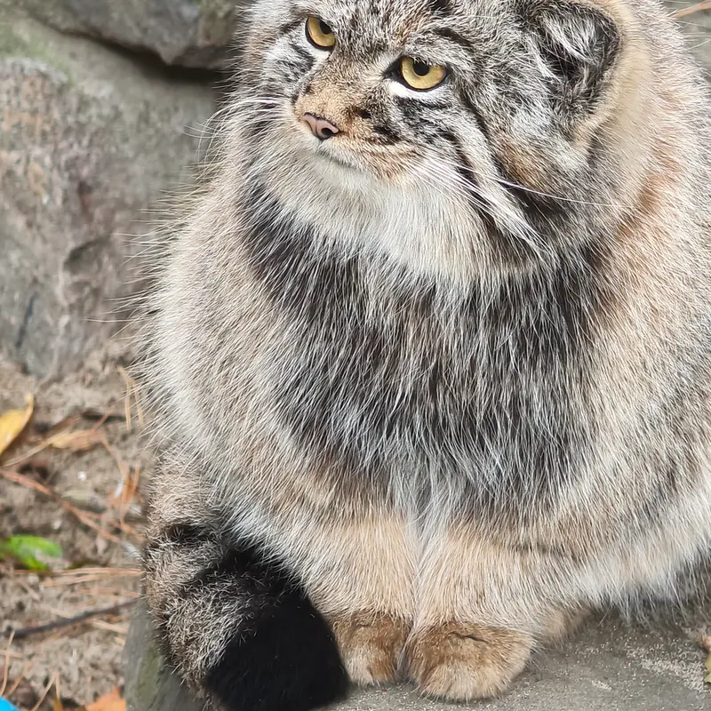 ノヴォシビルスク動物園のアデルの息子（2026年生まれ）Ⅲの写真