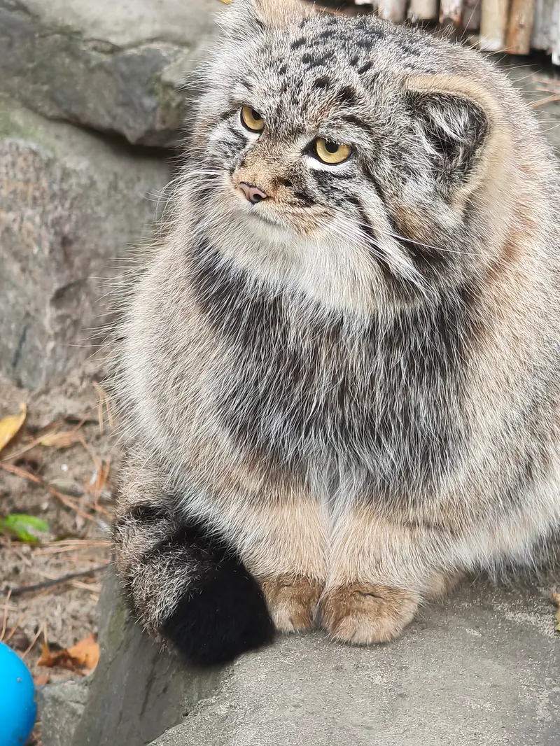 ノヴォシビルスク動物園のアデルの息子（2026年生まれ）Ⅲの写真