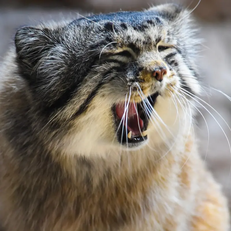 バーミンガム動物園のバタールの写真