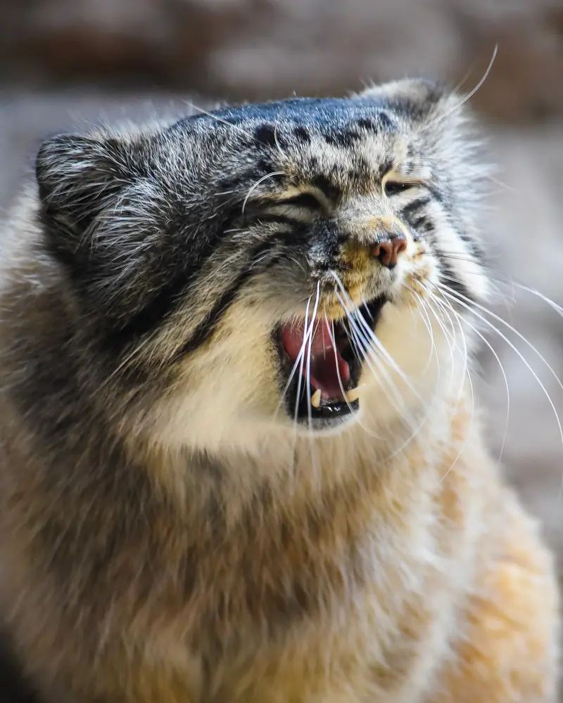 バーミンガム動物園のバタールの写真