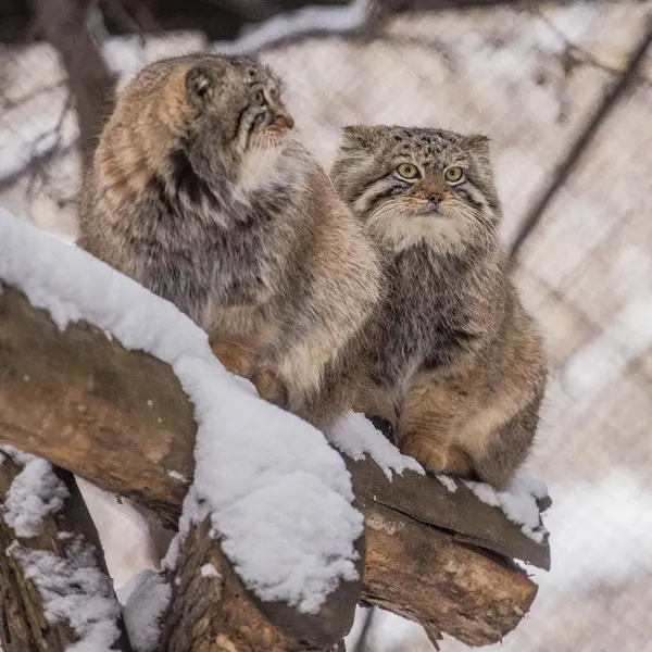 ノヴォシビルスク動物園のルフとエルフの写真
