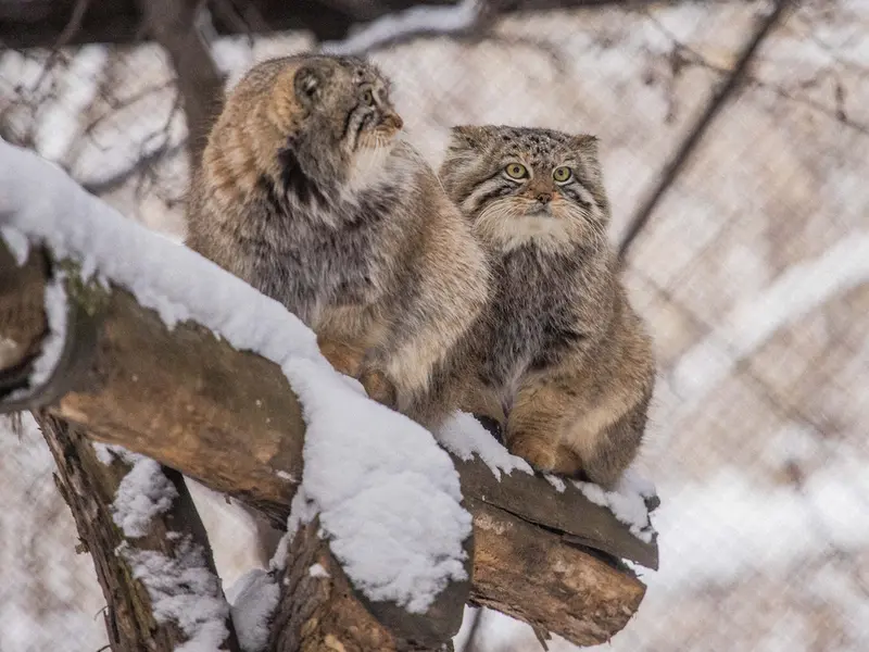 ノヴォシビルスク動物園のルフとエルフの写真