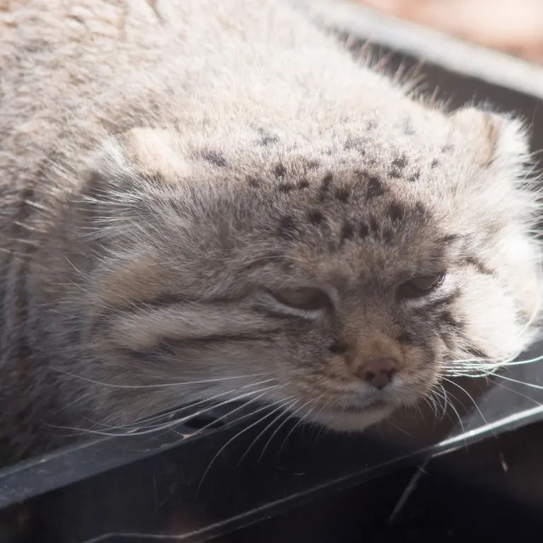 埼玉県こども動物自然公園のロータスの写真