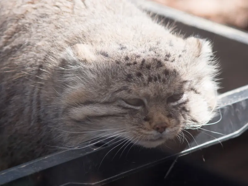 埼玉県こども動物自然公園のロータスの写真
