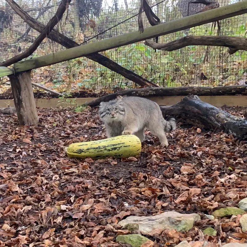 オグルベイ・グッド動物園のディーンの写真