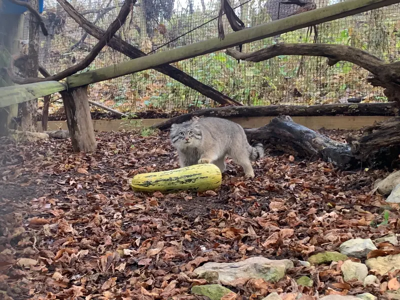 オグルベイ・グッド動物園のディーンの写真