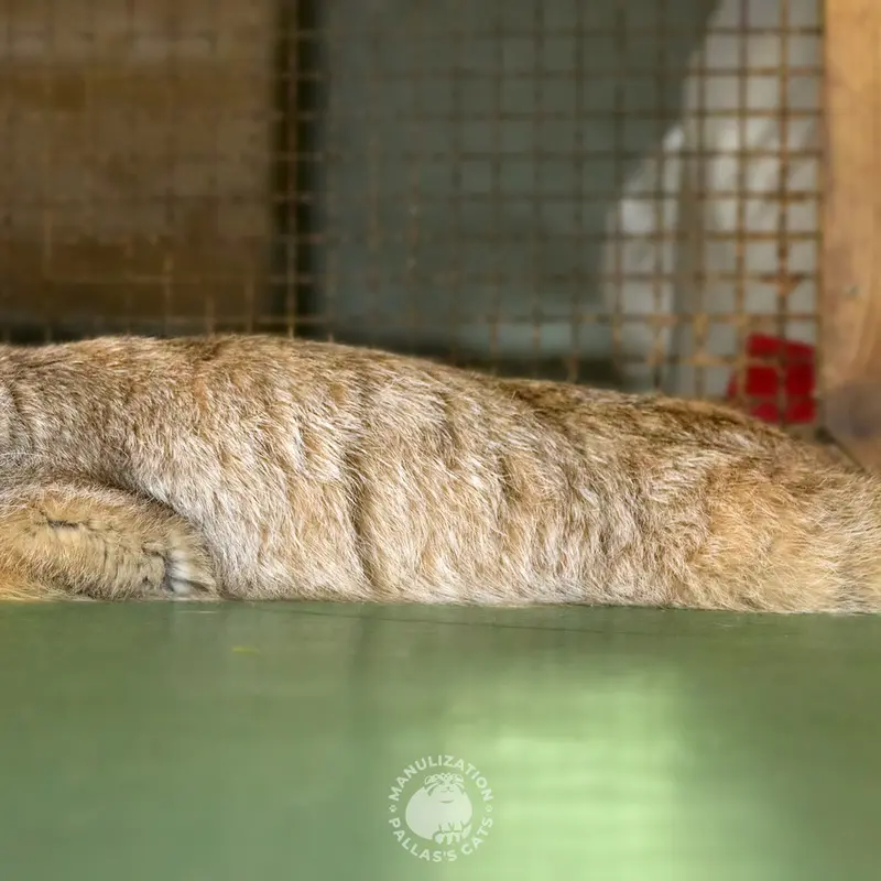 エレバン動物園のナレの写真