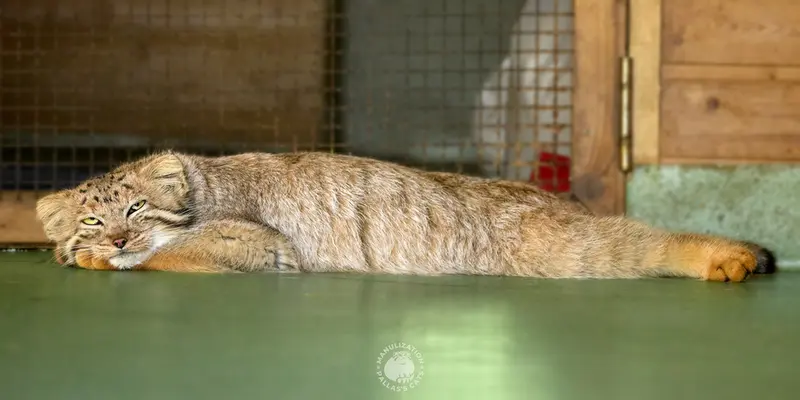 エレバン動物園のナレの写真
