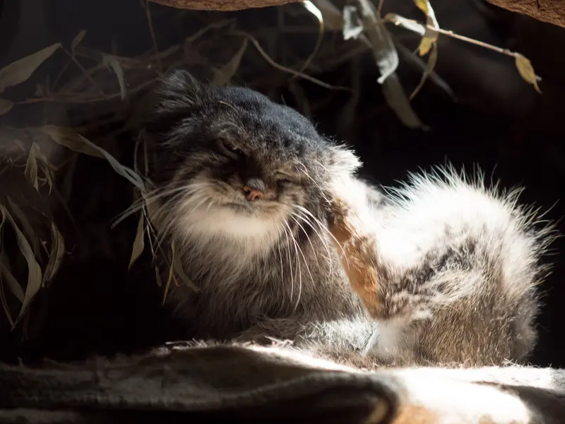 恩賜上野動物園のクリョンの写真