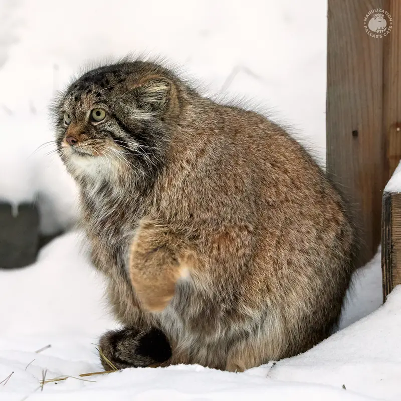 ノヴォシビルスク動物園のラストチカの写真