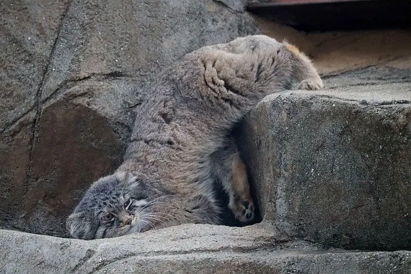 マヌルネコの写真