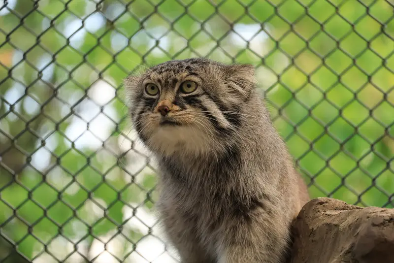 埼玉県こども動物自然公園のロータスの写真