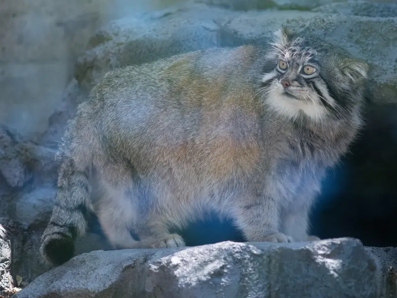 旭山動物園のグルーシャの写真
