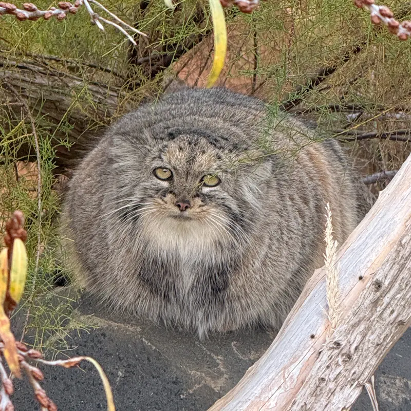 プラハ動物園のプリンセッサの写真