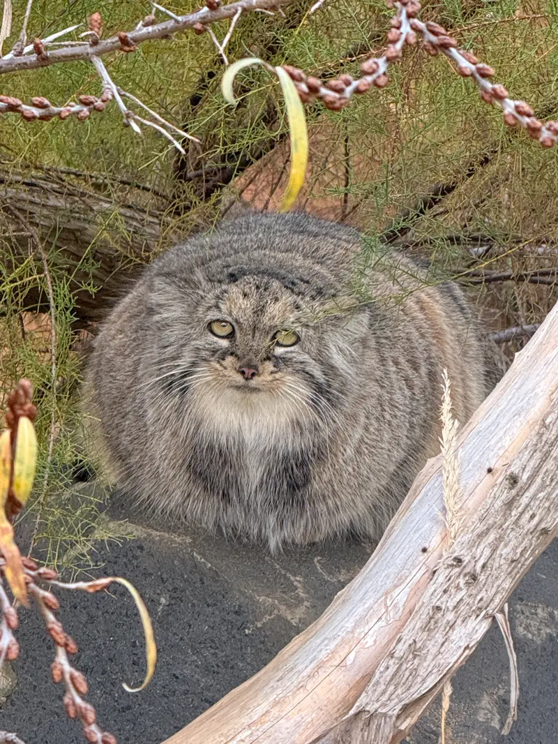 プラハ動物園のプリンセッサの写真