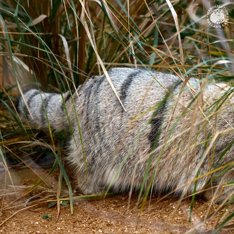プラハ動物園のプリンセッサの写真