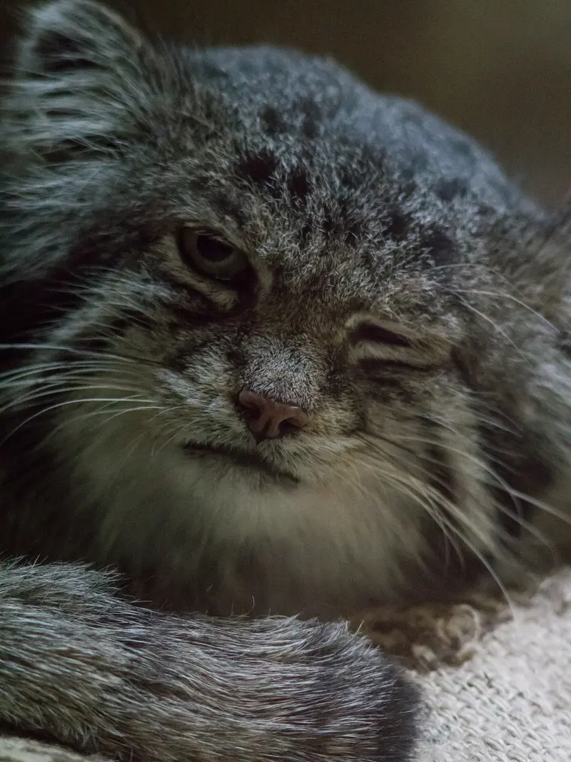 恩賜上野動物園のクリョンの写真