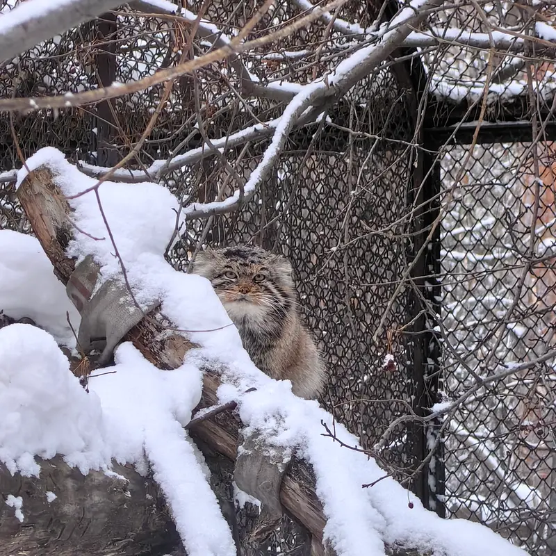 ノヴォシビルスク動物園のアチの写真