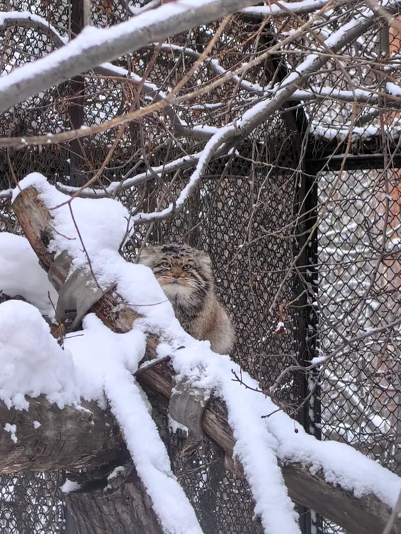 ノヴォシビルスク動物園のアチの写真