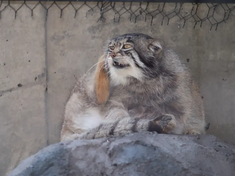 旭山動物園のグルーシャの写真