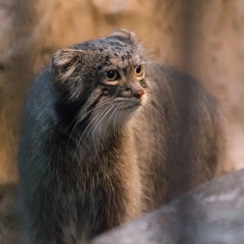 野毛山動物園のフィーガの写真