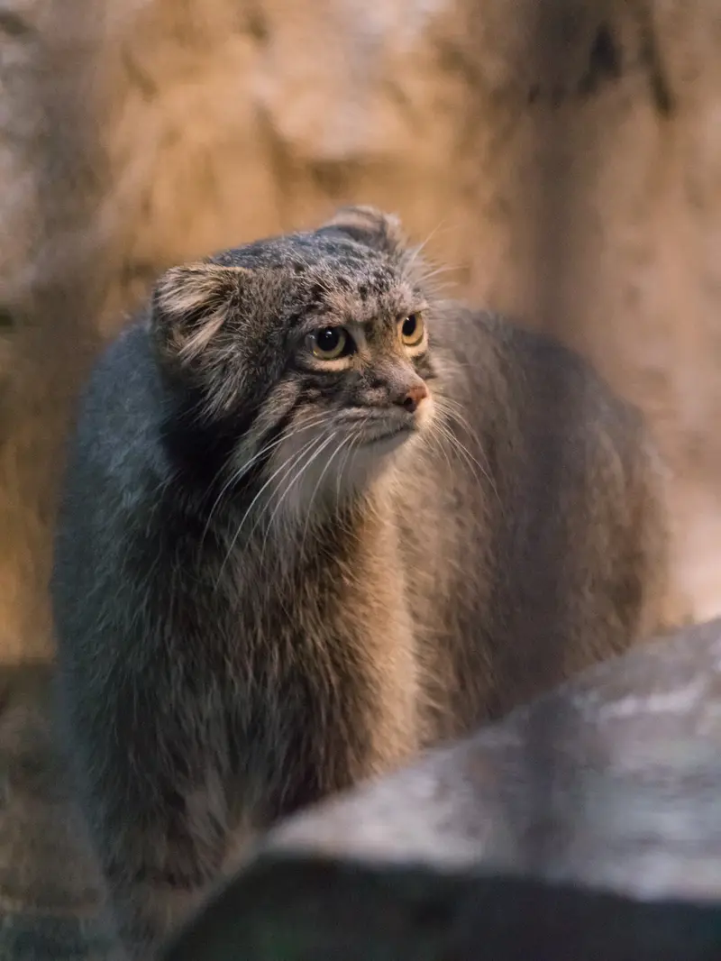 野毛山動物園のフィーガの写真