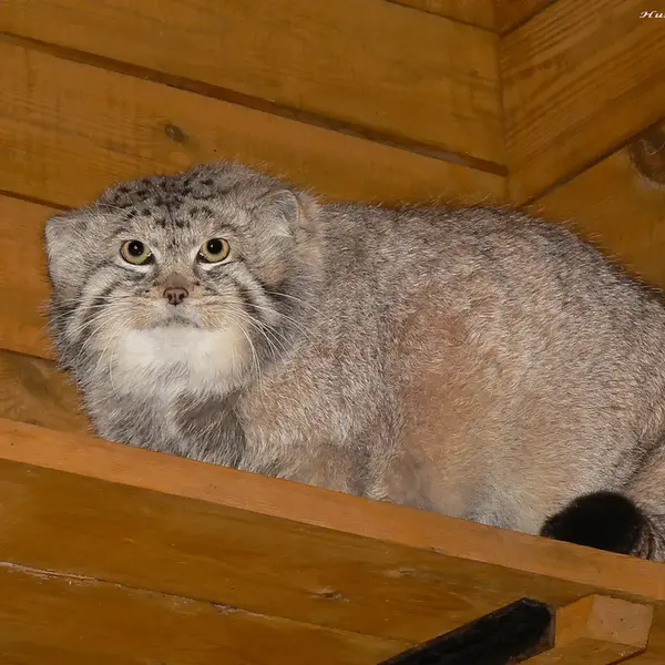 レニングラード動物園のセザールの写真