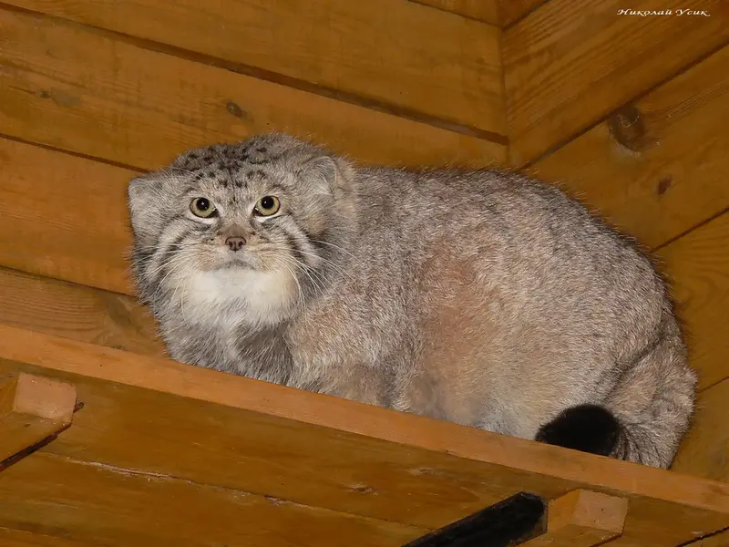 レニングラード動物園のセザールの写真