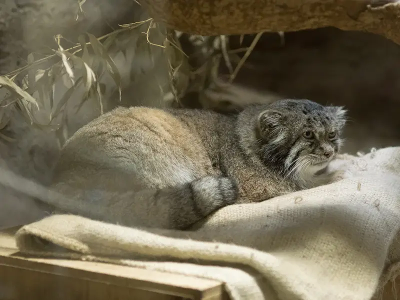 恩賜上野動物園のクリョンの写真