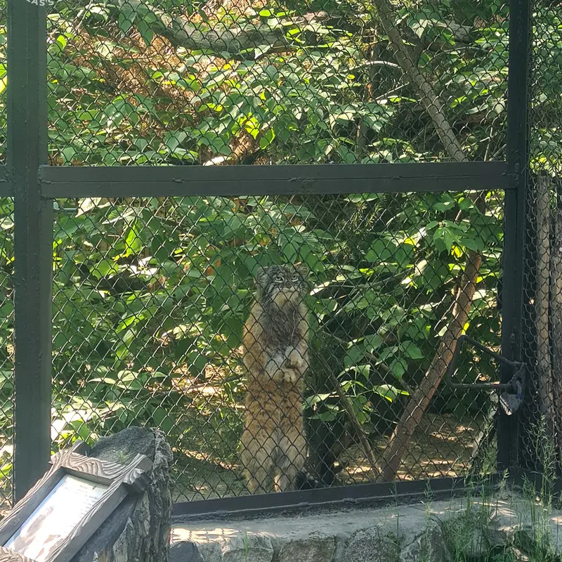 ノヴォシビルスク動物園のジョージの写真