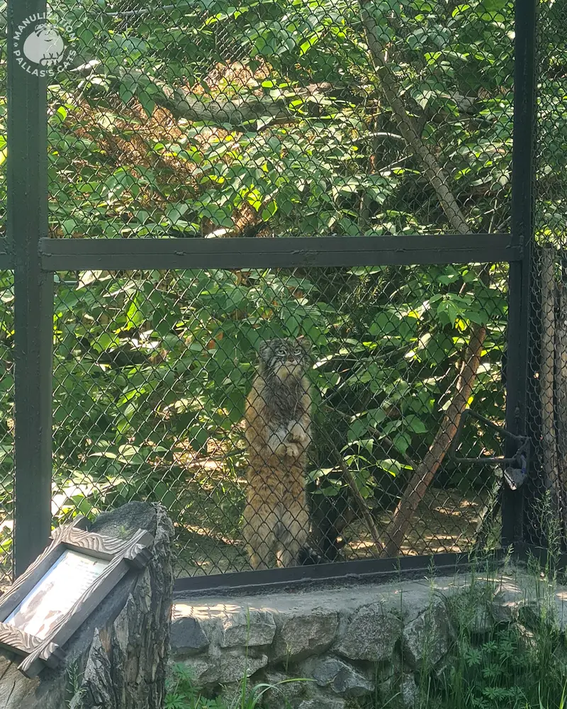 ノヴォシビルスク動物園のジョージの写真