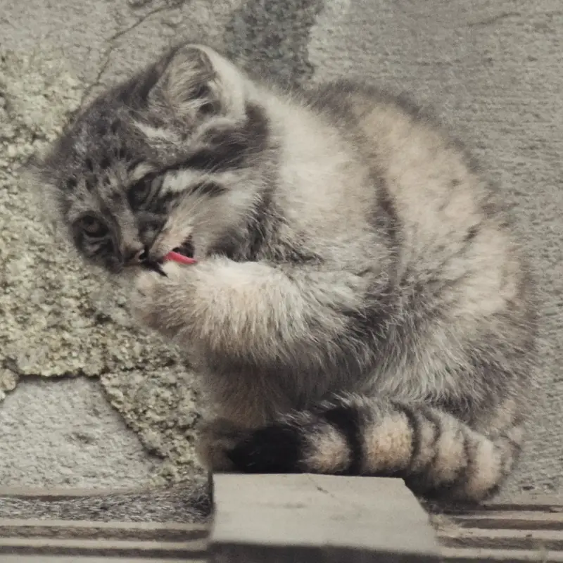 ブダペスト動物園＆植物園のボリス Ⅱの写真