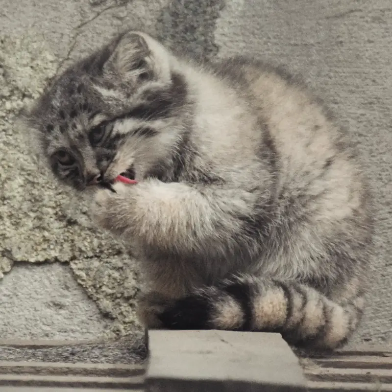 ブダペスト動物園・植物園のボリス Ⅱの写真
