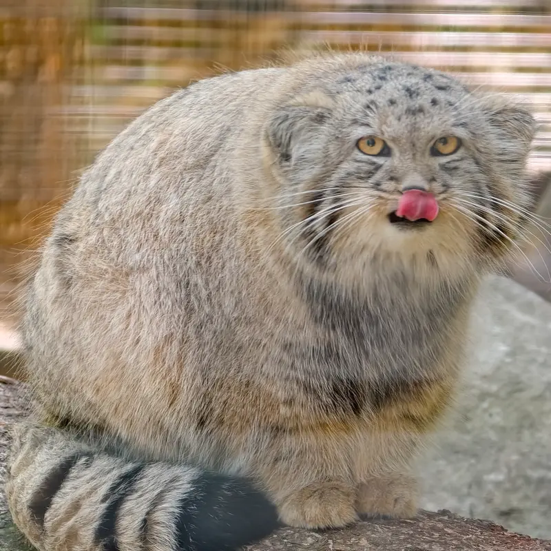 コシツェ動物園のアラニの子（2026年生まれ）Ⅱの写真
