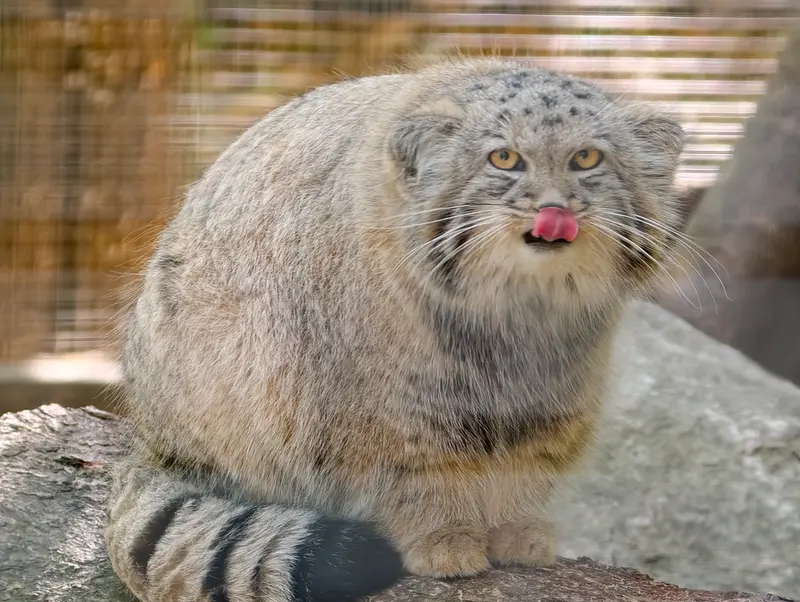 コシツェ動物園のアラニの子（2026年生まれ）Ⅱの写真