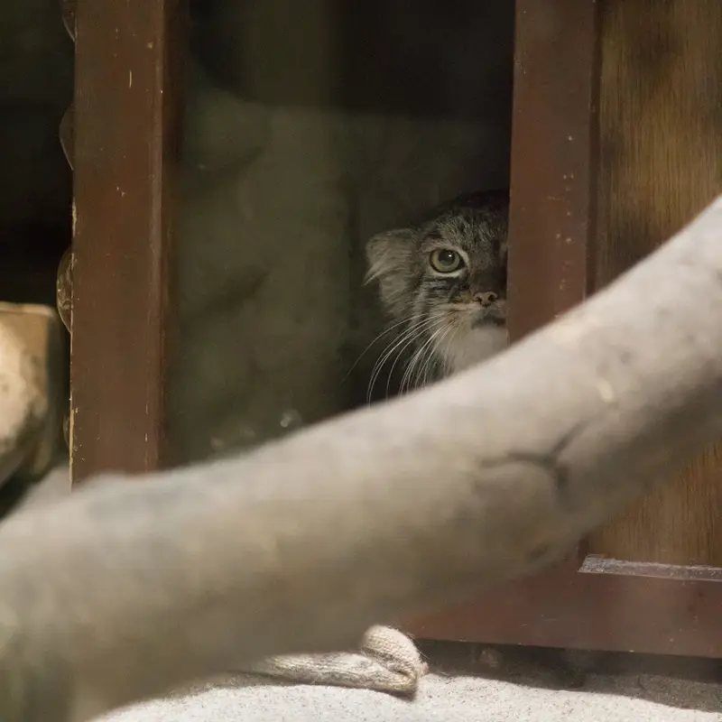 恩賜上野動物園のサフランの写真