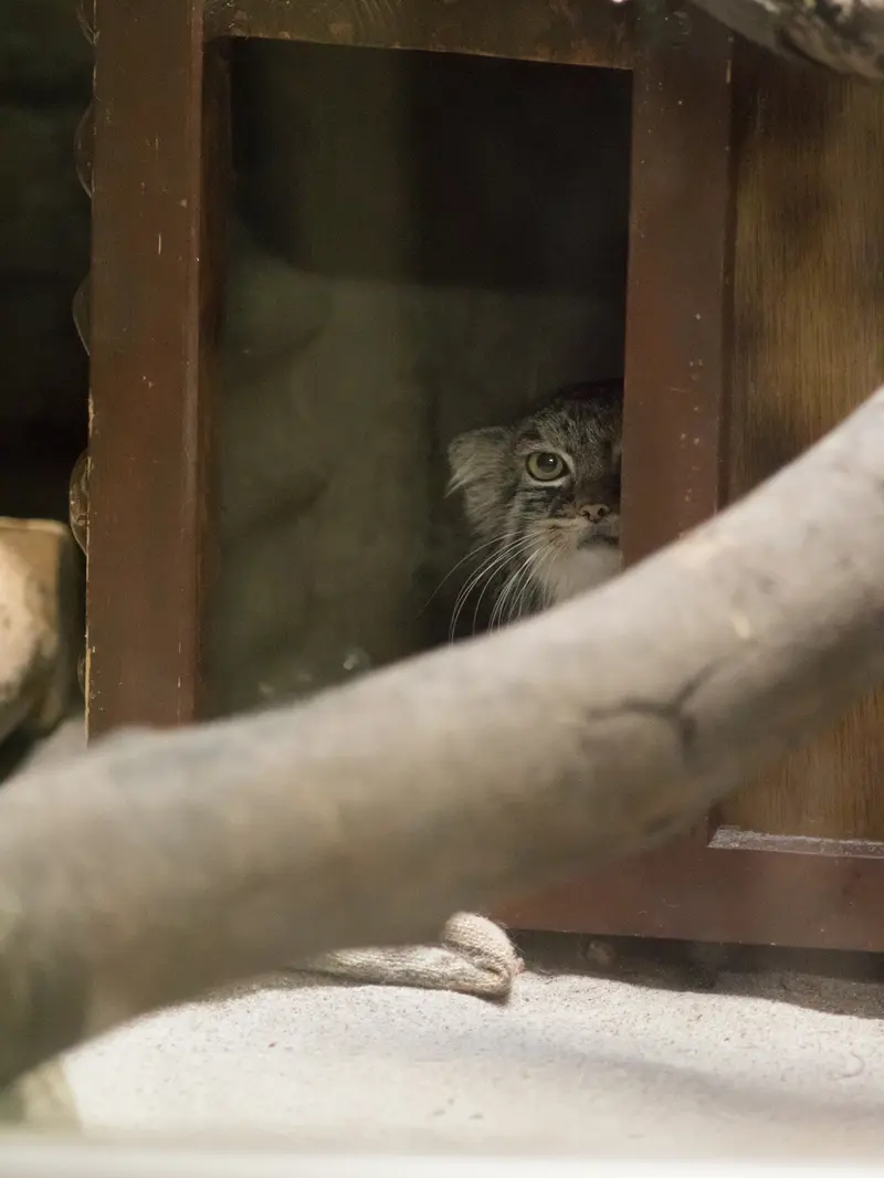 恩賜上野動物園のサフランの写真