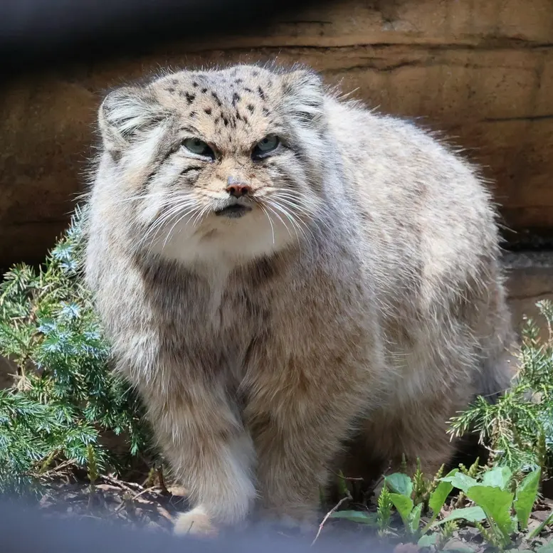 那須どうぶつ王国のボルの写真