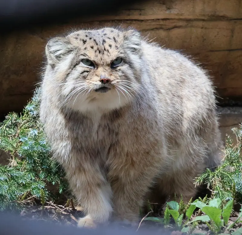 那須どうぶつ王国のボルの写真