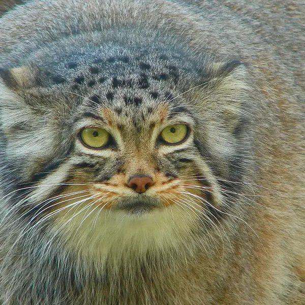 神戸市立王子動物園のモチの写真