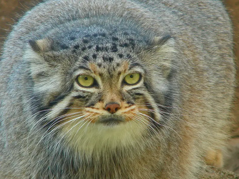神戸市立王子動物園のモチの写真