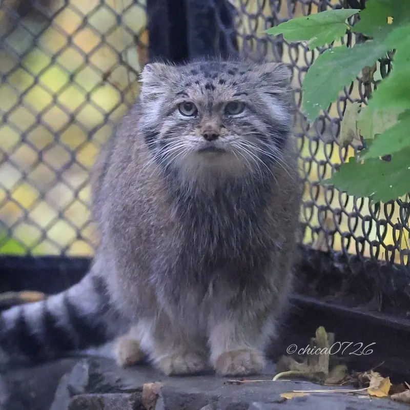 ノヴォシビルスク動物園のラストチカの写真