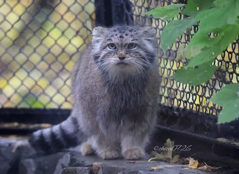 ノヴォシビルスク動物園のラストチカの写真