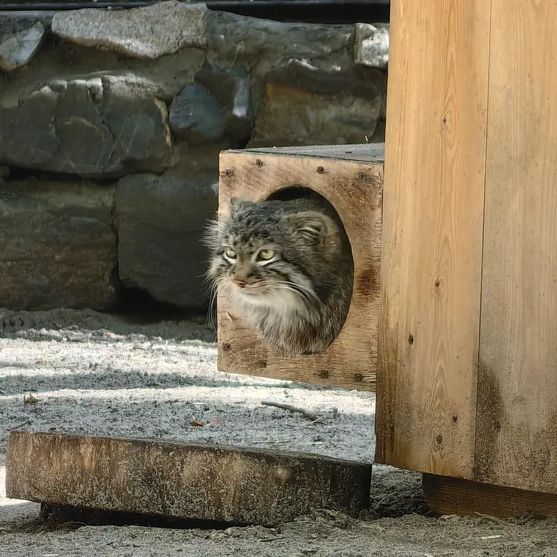 ノヴォシビルスク動物園のレオンの写真