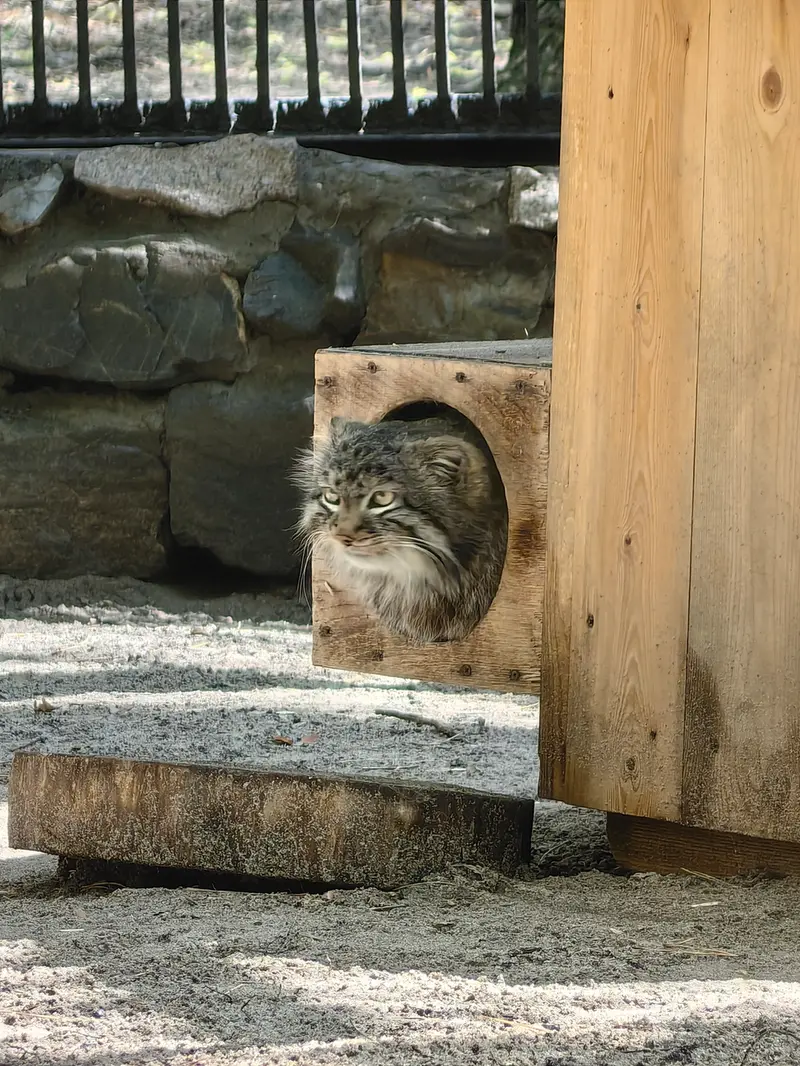 ノヴォシビルスク動物園のレオンの写真