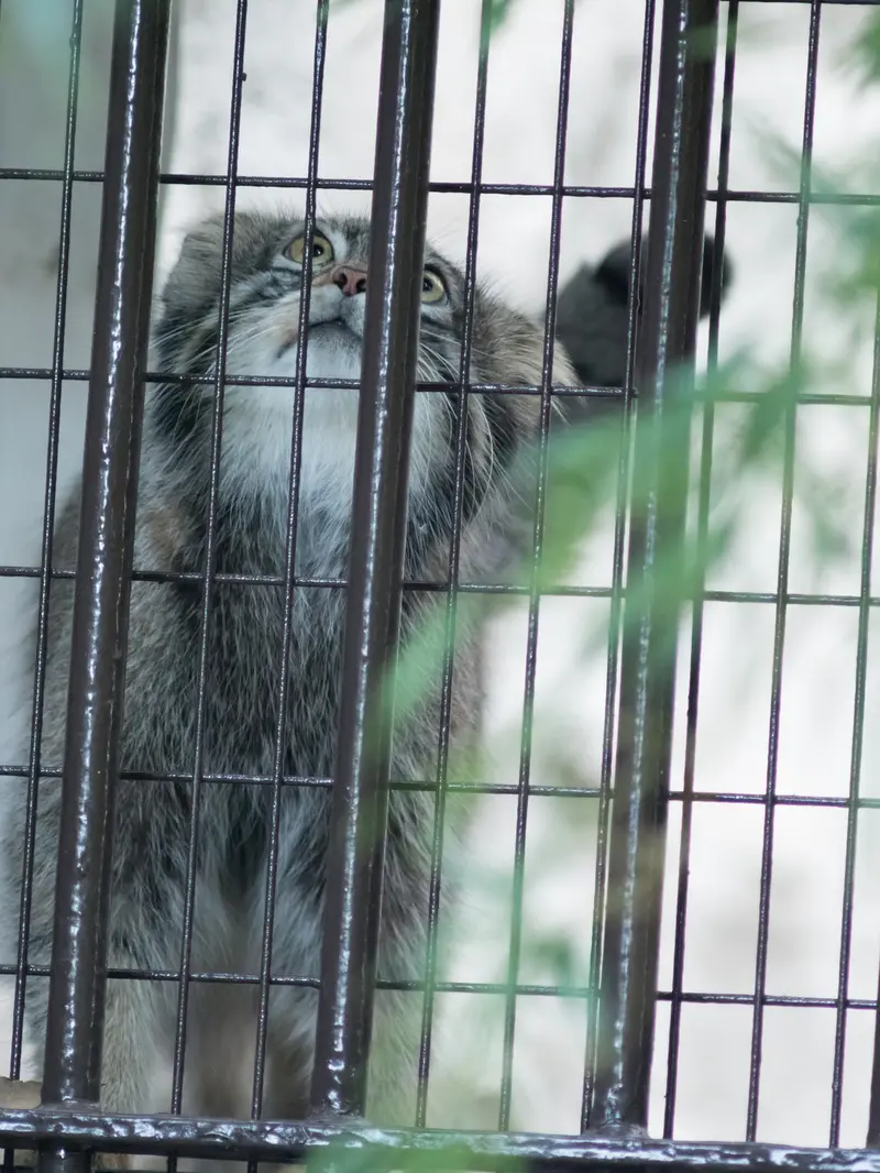 野毛山動物園のフィーガの写真