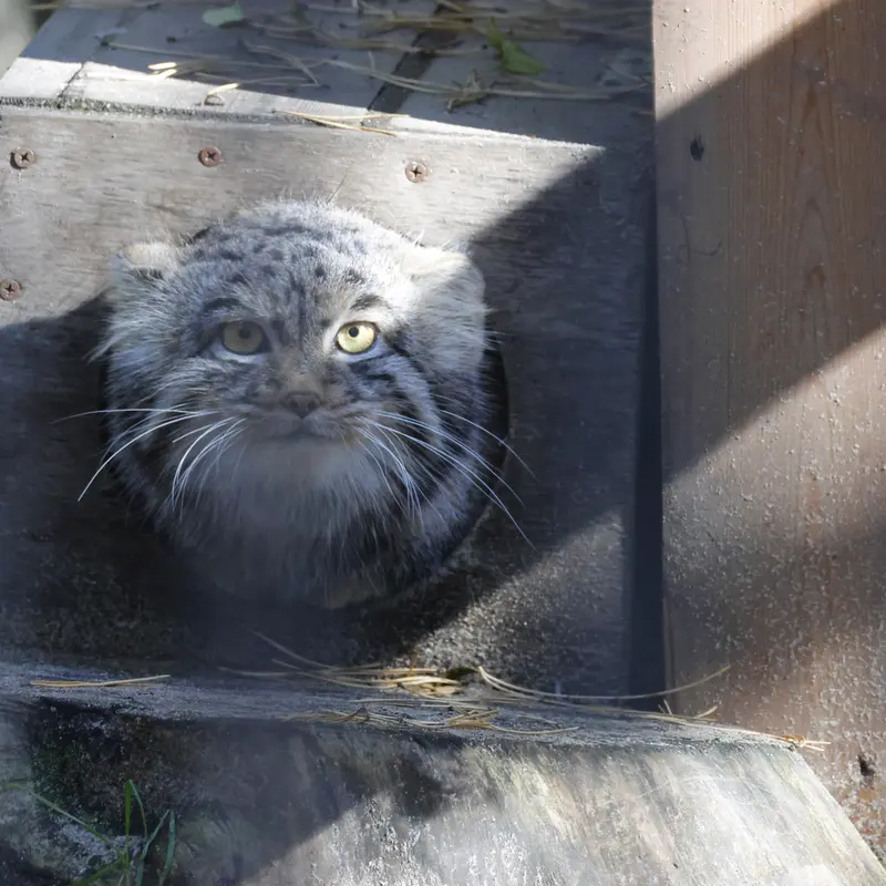 ノヴォシビルスク動物園のメンスの写真