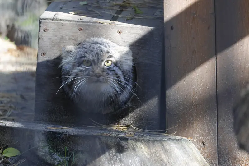 ノヴォシビルスク動物園のメンスの写真