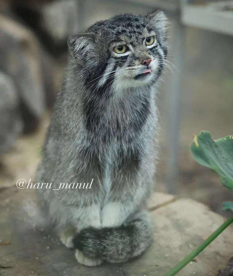 神戸どうぶつ王国のナルの写真